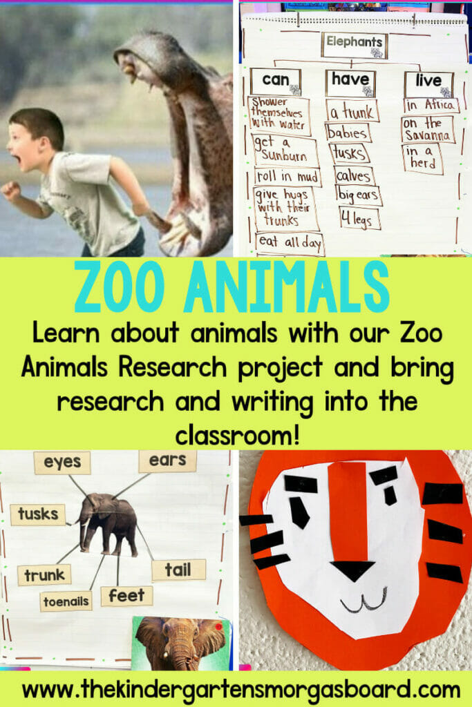 Zoo Animals Research And Writing In Kindergarten The Kindergarten