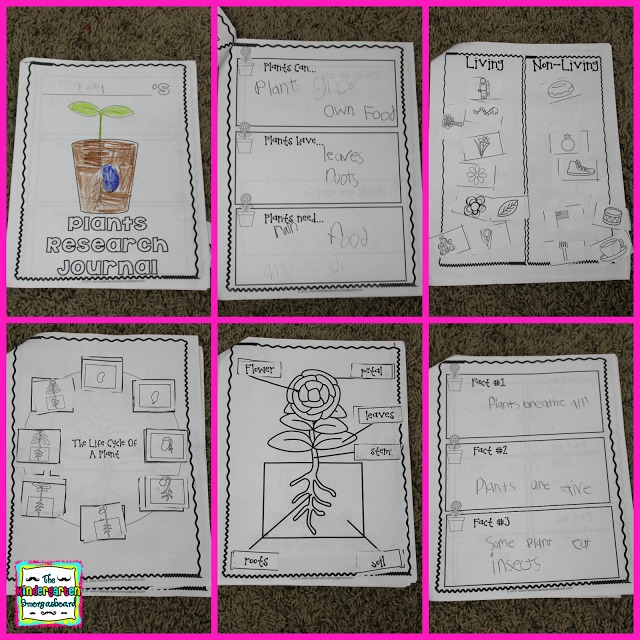 Schedulin Sunday! Plants! – The Kindergarten Smorgasboard