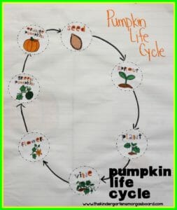pumpkin life cycle