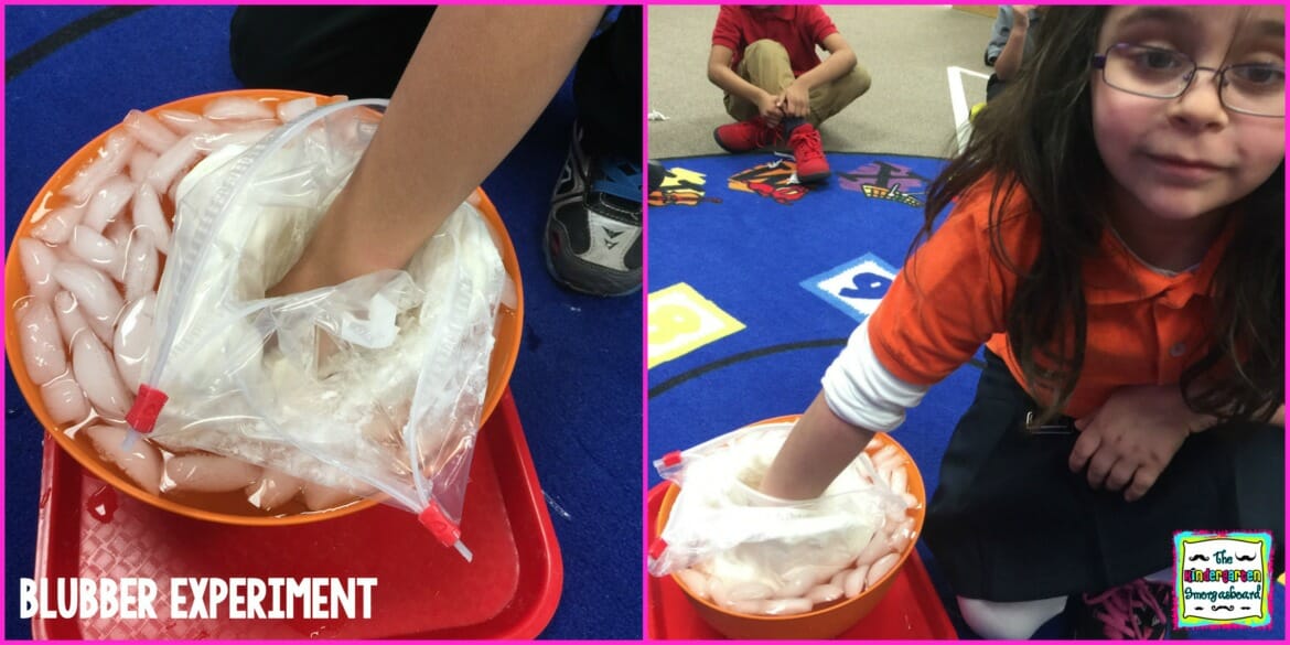 blubber experiment for kindergarten