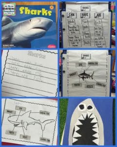 sharks kindergarten