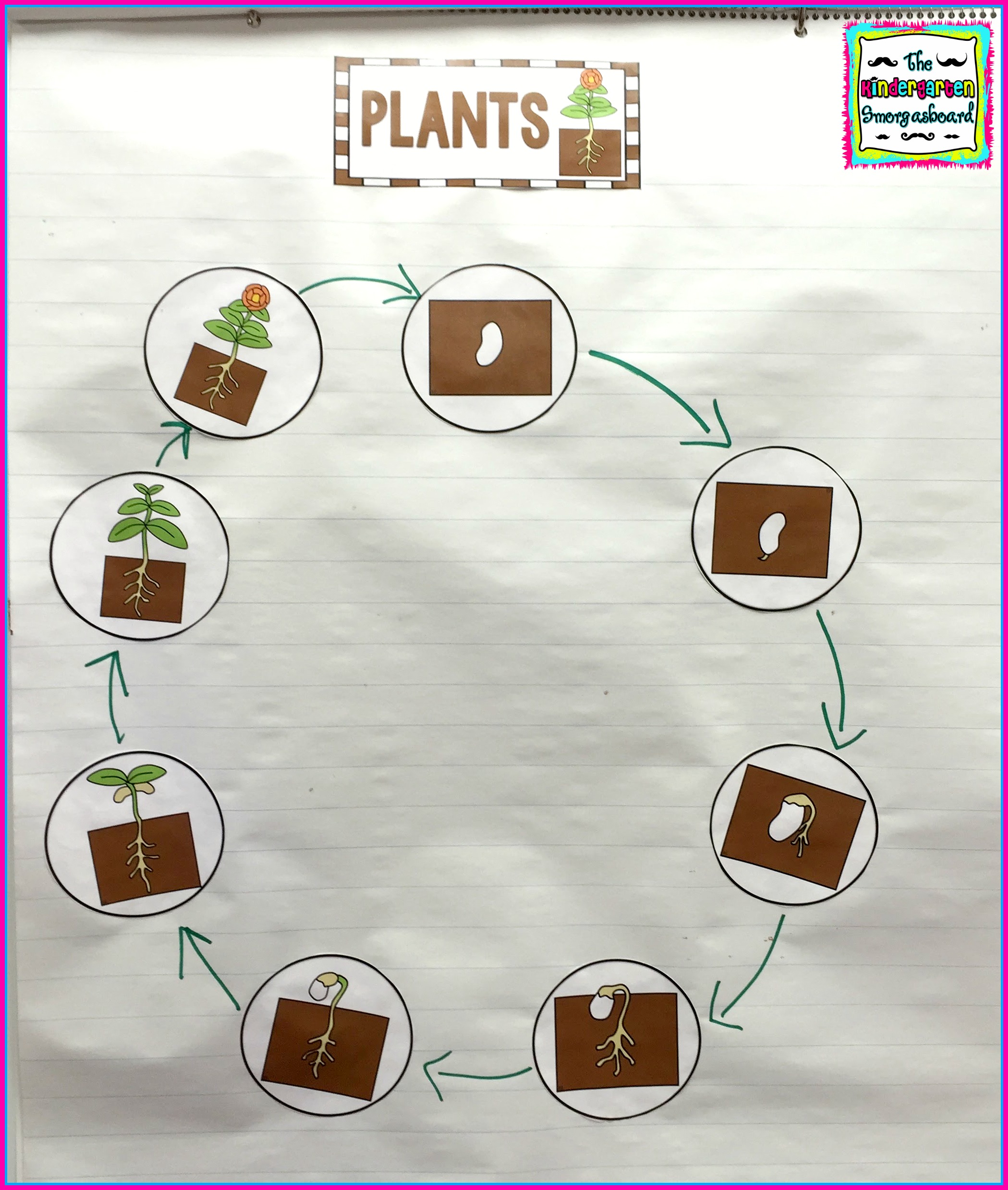 plant life cycle | The Kindergarten Smorgasboard