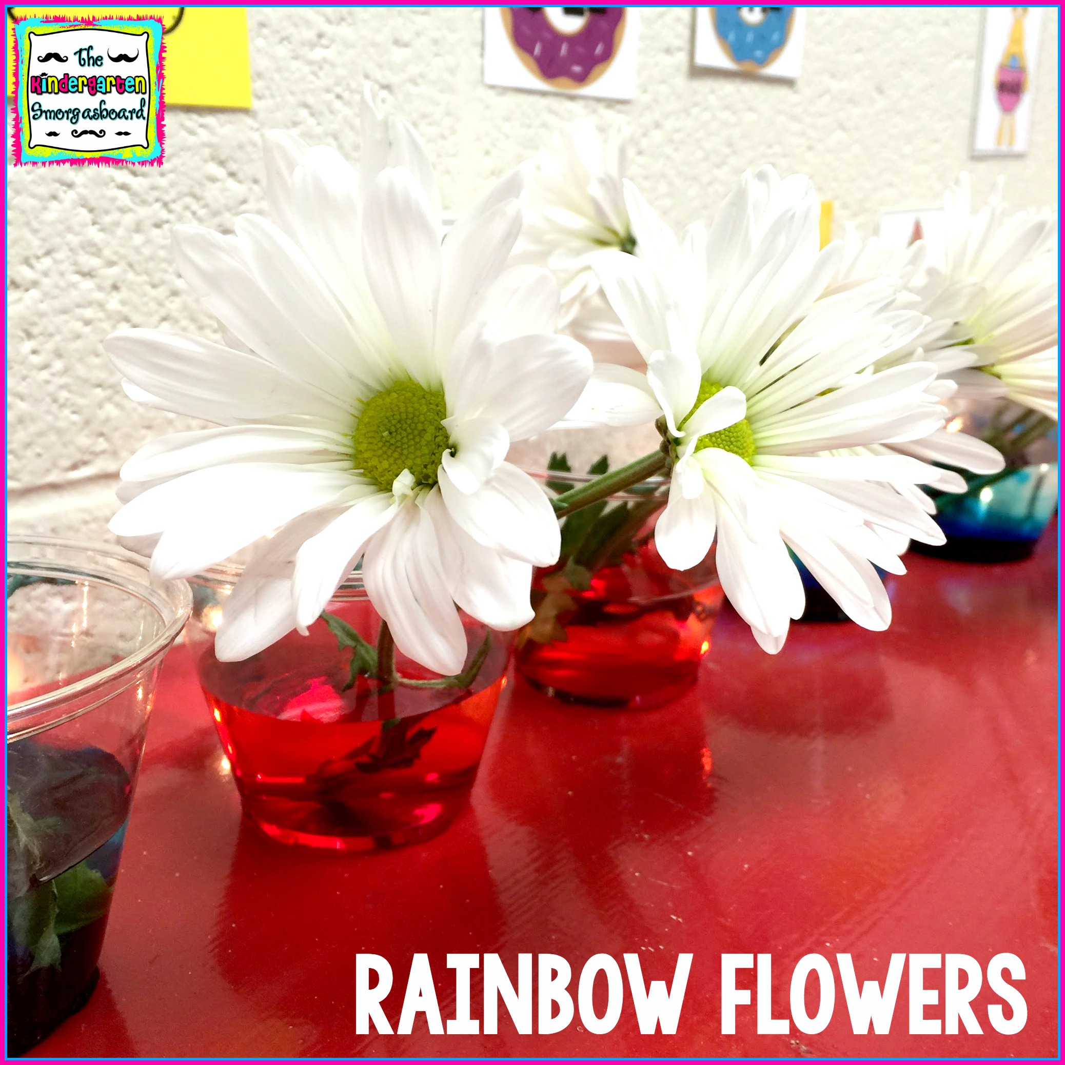 rainbow-flowers-pack-of-many-rainbows-photo-32177479-fanpop