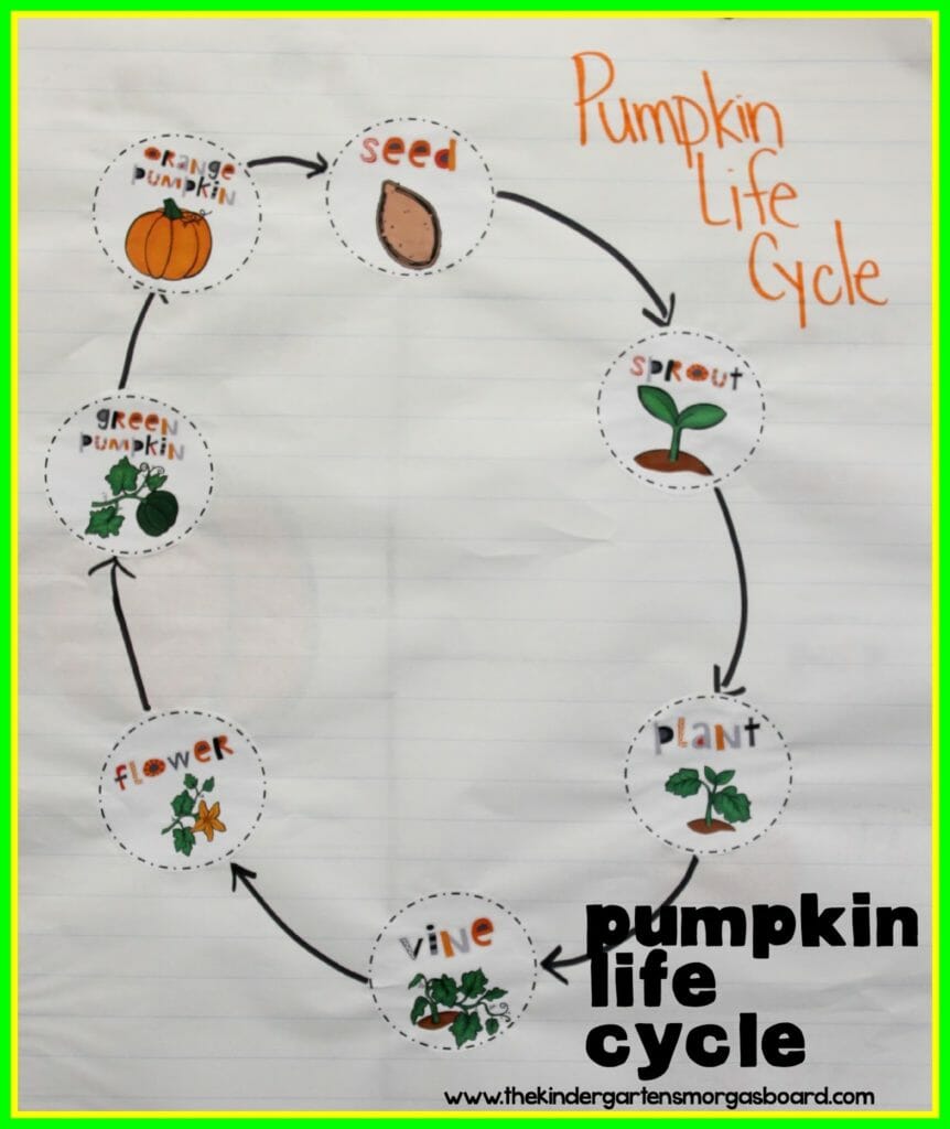 pumpkins kindergarten