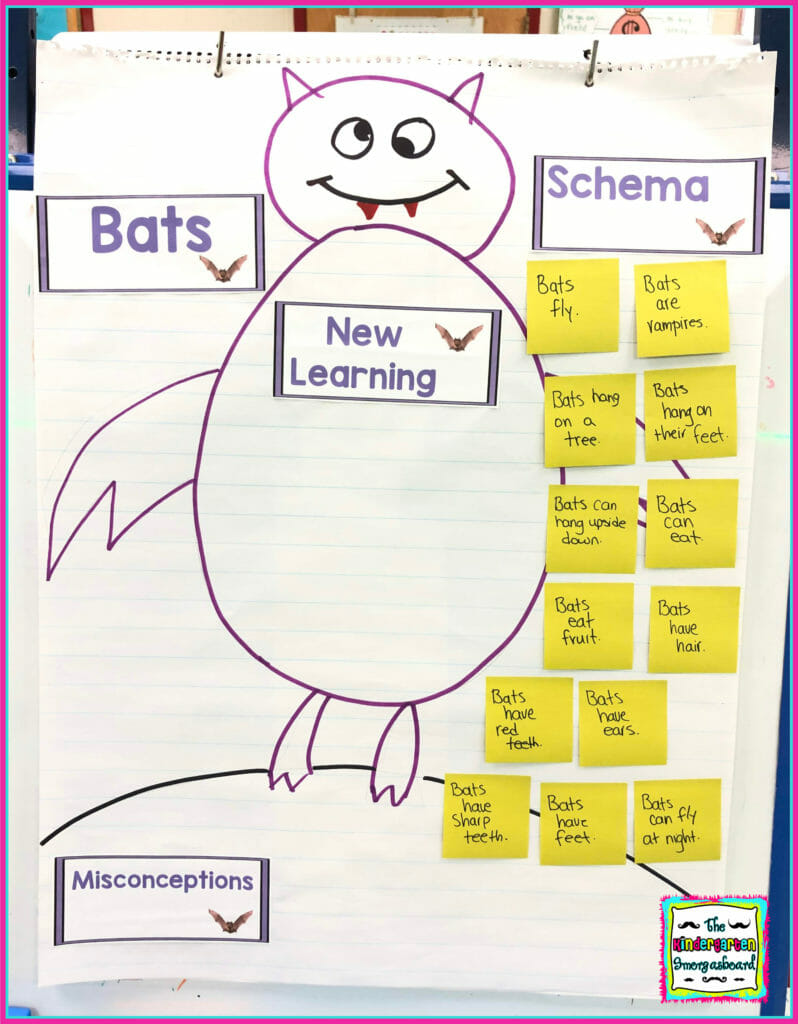 kindergarten bats lessons