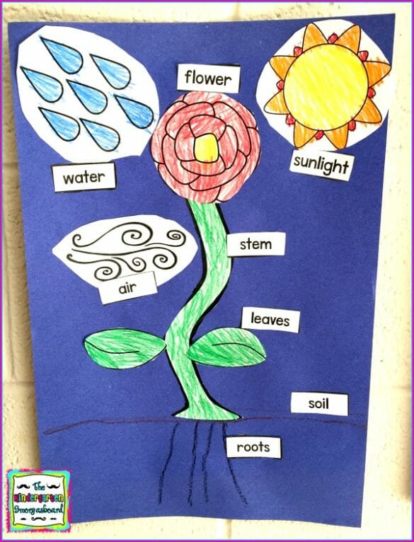 Plants Research Project – The Kindergarten Smorgasboard